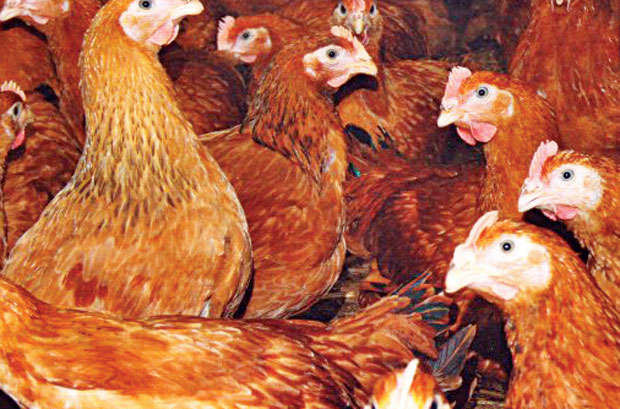 Пилићи за месо и јаја